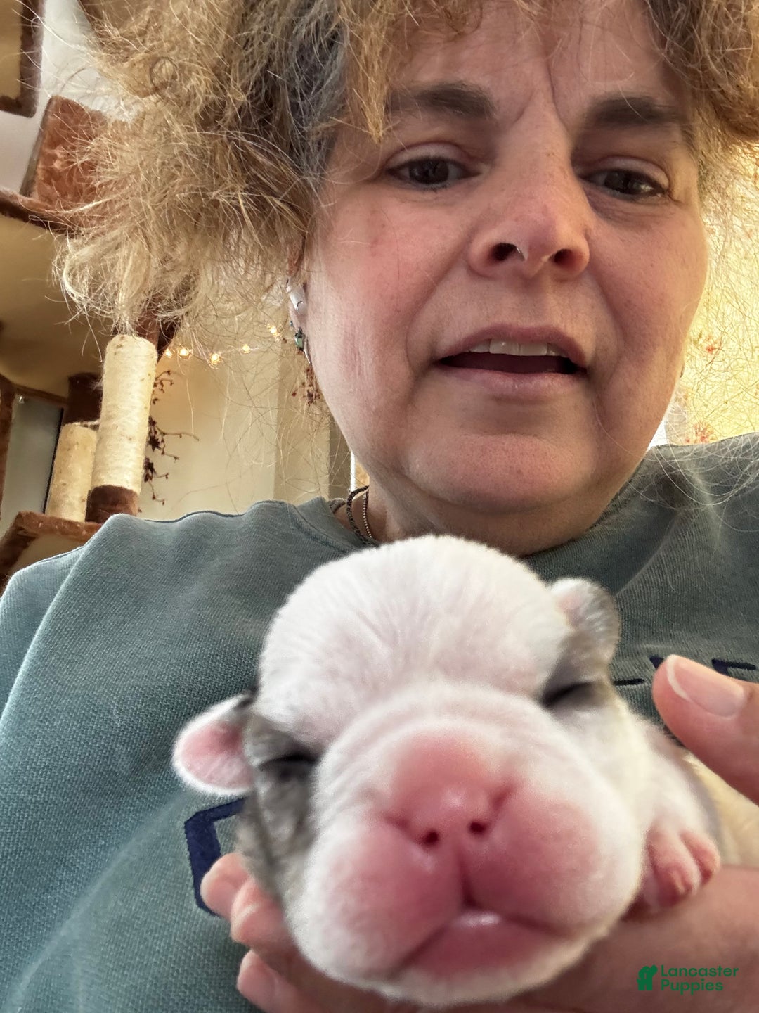 French Bulldog dogs for sale: French Bulldog Puppy 2 “Whisp” - Ad 15