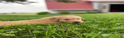 Golden Retriever dogs for sale: Duke - Ad 5