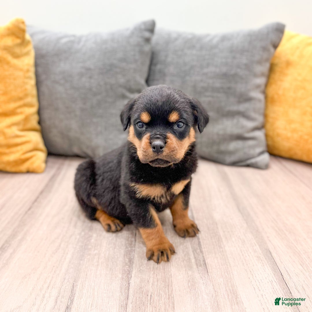 Rottweiler dogs for sale: Bear - Ad 1