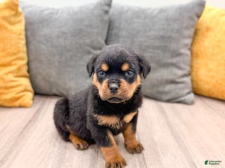 Rottweiler dogs Bear - Ad 12