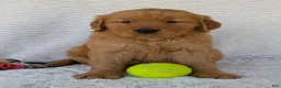 Golden Retriever dogs for sale: Brady - Ad 3