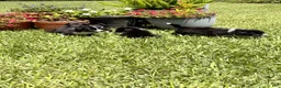 Mixed Breed dogs for sale: Trip - Ad 21