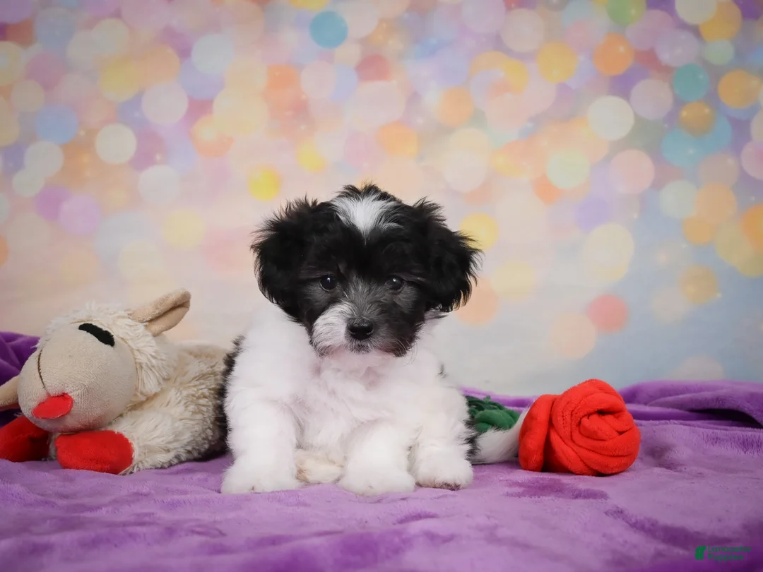Maltipoo dogs for sale: Voilet - Ad 2