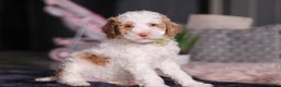 Miniature Poodle dogs for sale: Mateo - Ad 4