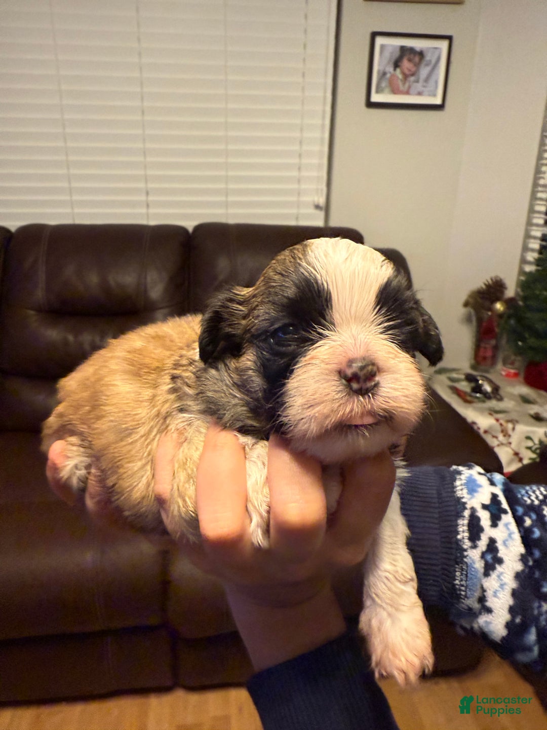 Shih Tzu dogs for sale: Shih Tzu Puppy 2 - Ad 8