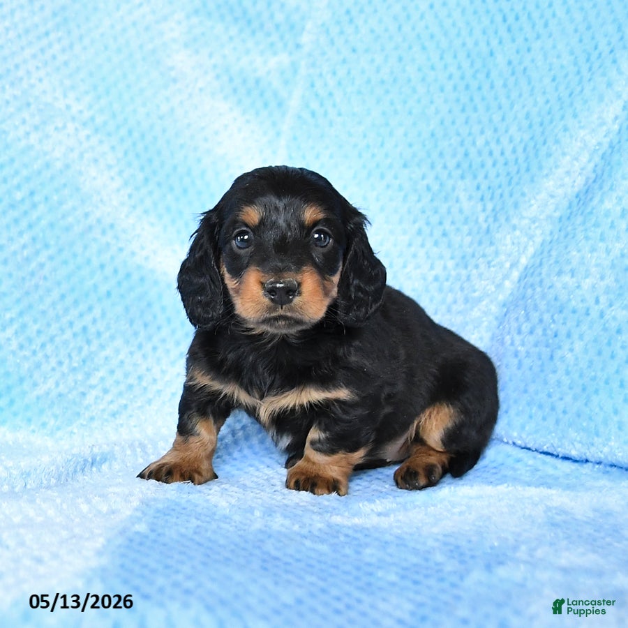 Miniature Dachshund dogs Bessie - Ad 2