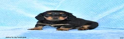 Miniature Dachshund dogs for sale: Bessie - Ad 2