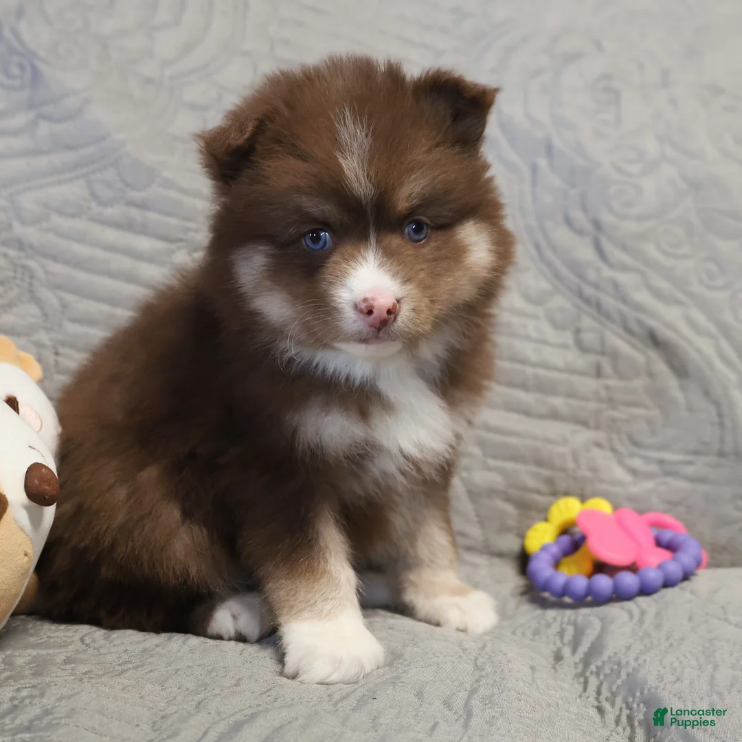 Pomsky dogs for sale: Charlie  - Ad 2