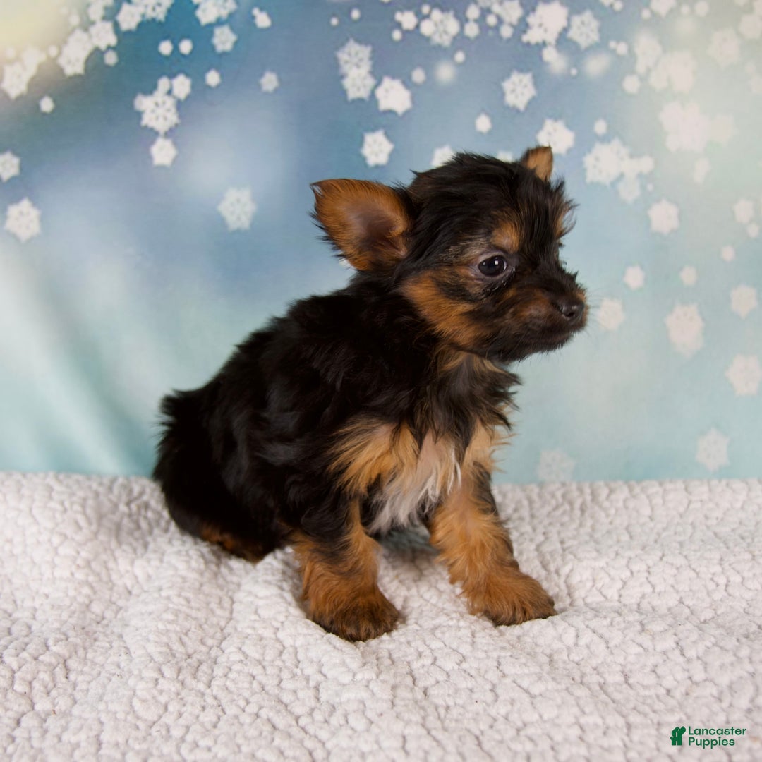 Yorkshire Terrier dogs for sale: Kylie - Ad 5