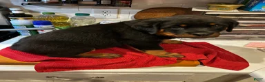 Rottweiler 4