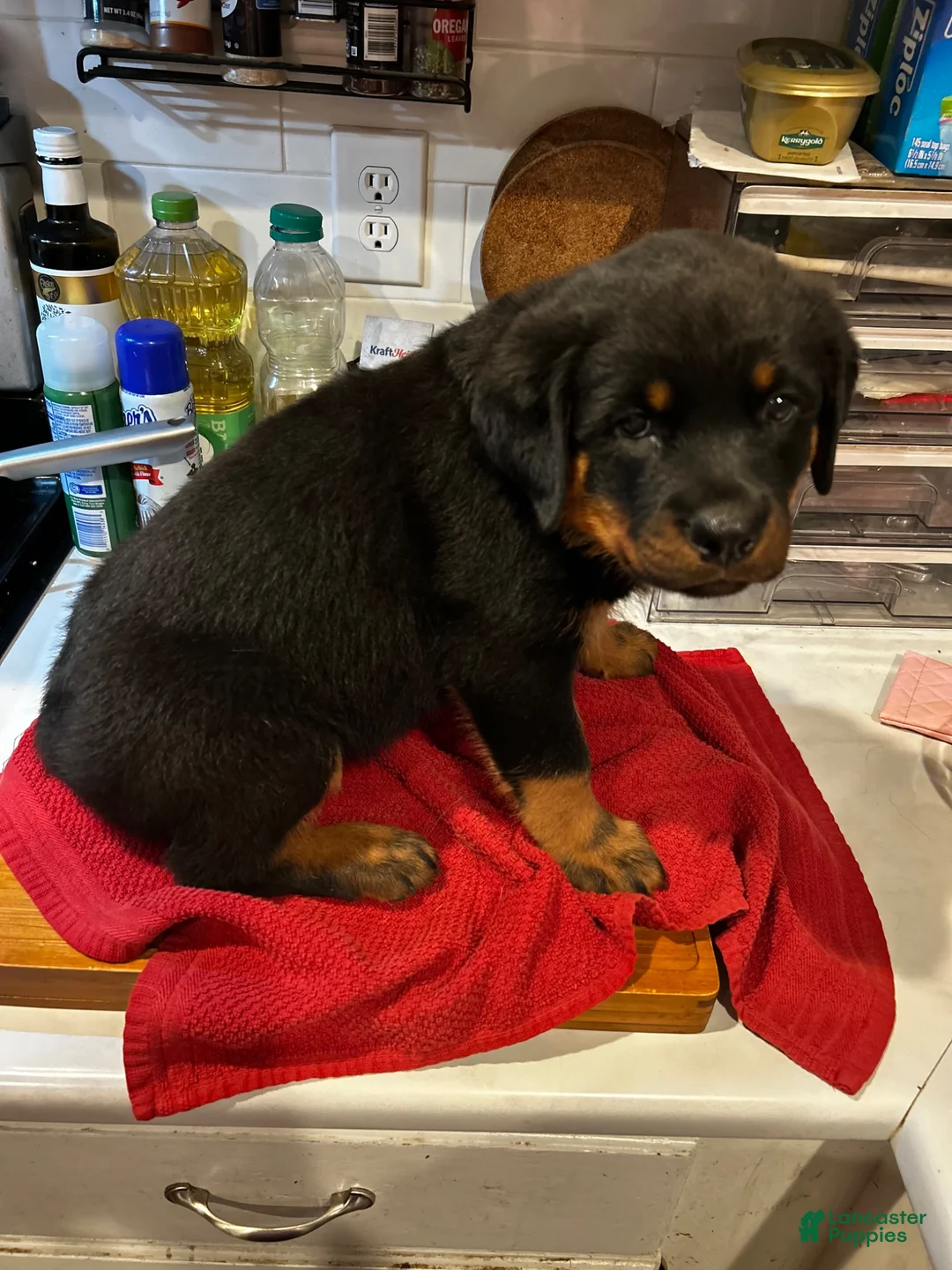 Rottweiler dogs for sale: Rottweiler 4 - Ad 1