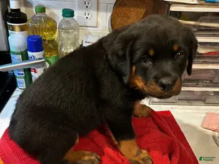 Rottweiler dogs Yellow girl - Ad 42