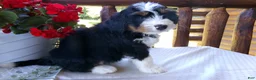 Mini Bernedoodle dogs for sale: Brenda - Ad 9