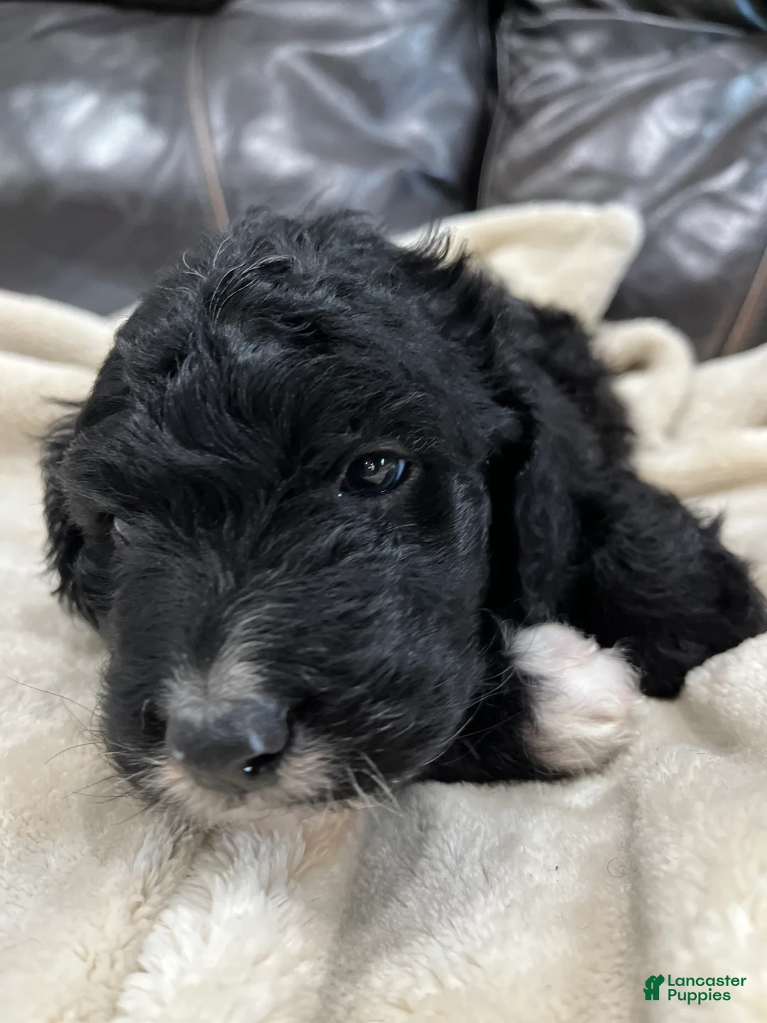Mixed Breed dogs for sale: Boy 5 - Ad 1