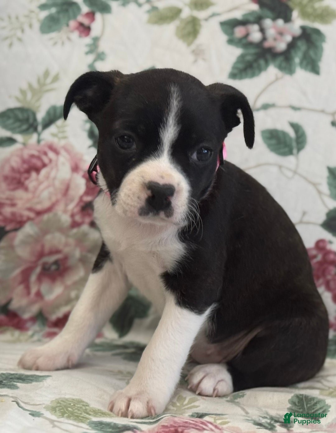 Mixed Breed dogs for sale: Mia - Ad 3