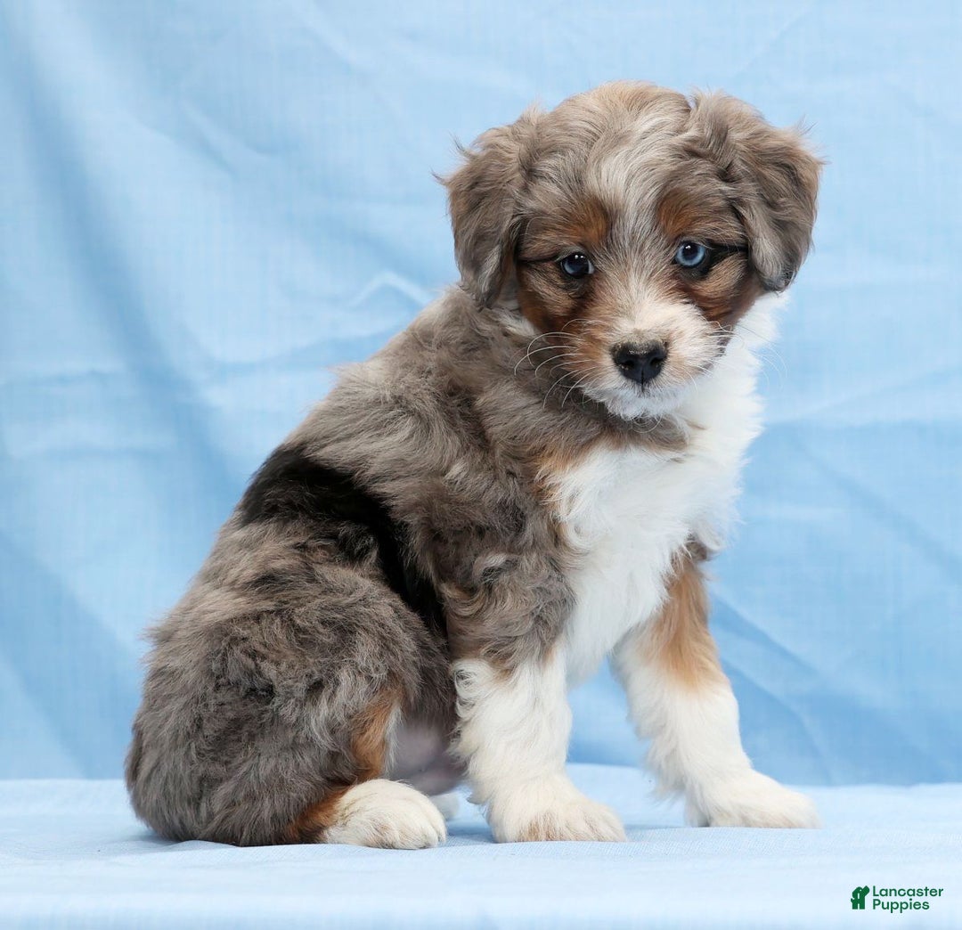 Mini Aussiedoodle dogs for sale: Will - Ad 4