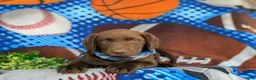 Labrador Retriever dogs for sale: Walton - Ad 5