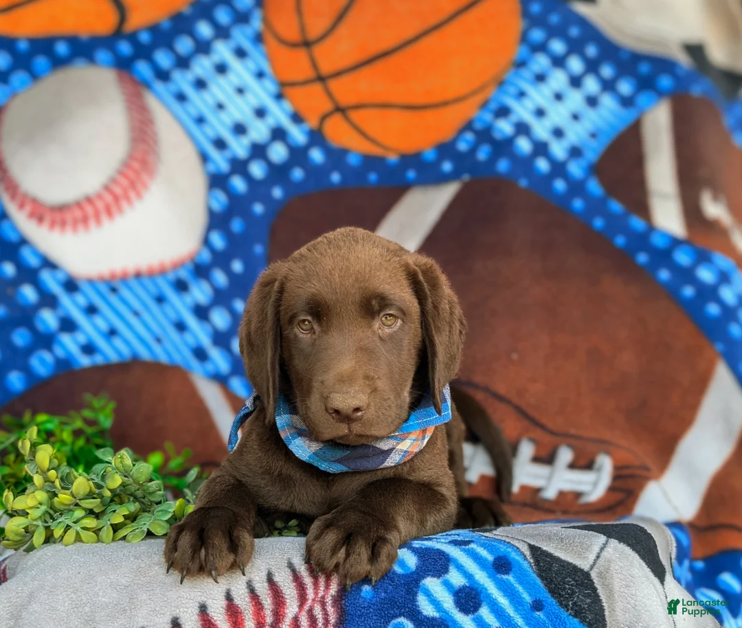 Labrador Retriever dogs for sale: Walton - Ad 5