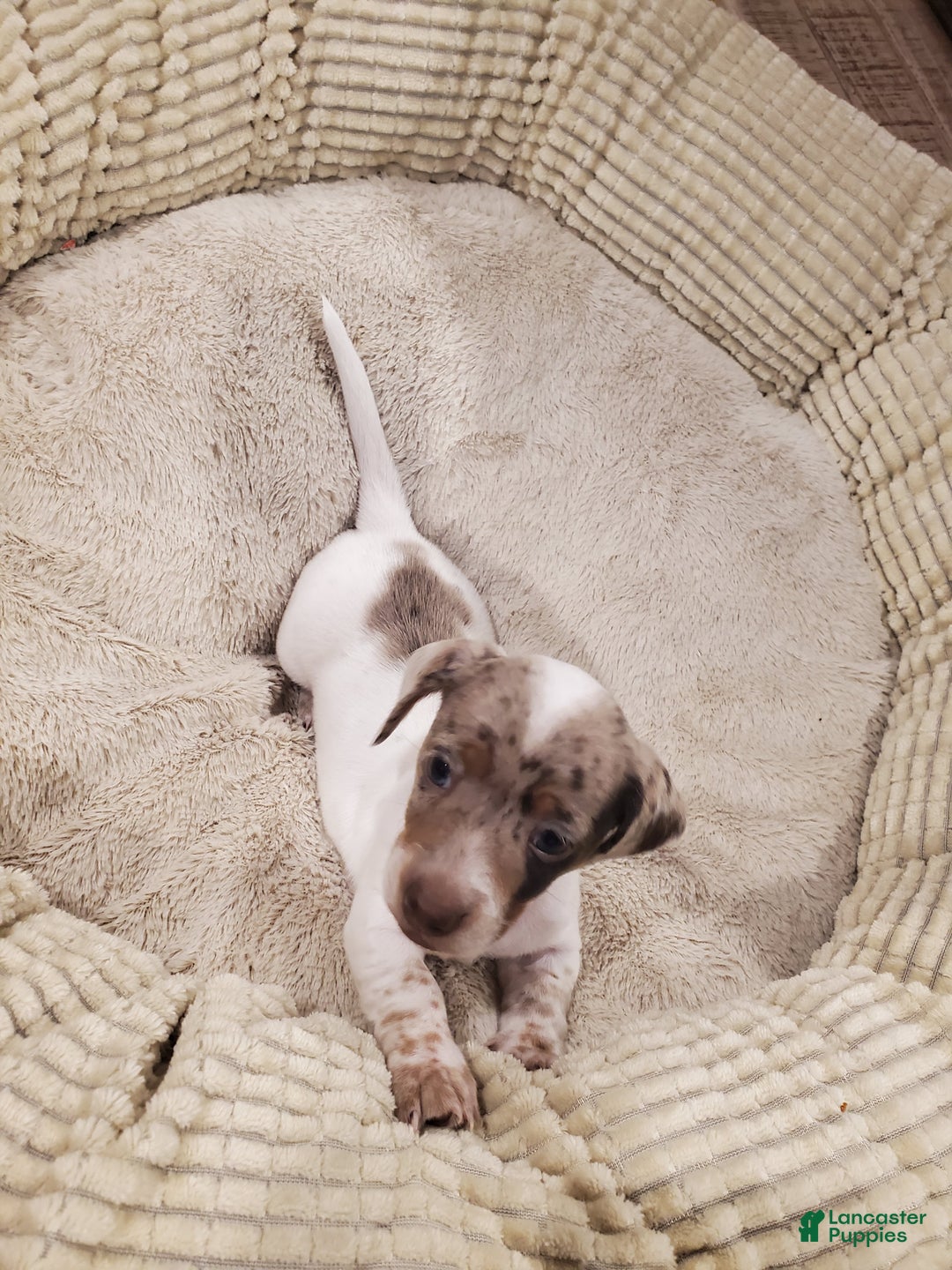 Dachshund dogs for sale: Dachshund Puppy 1 - Ad 2