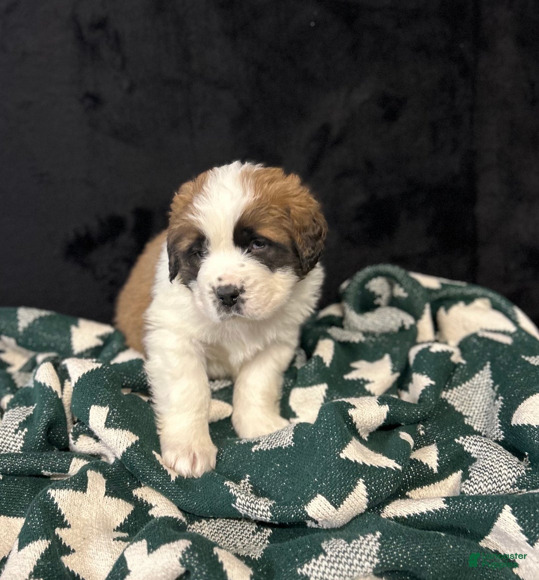 Saint Bernard dogs for sale: King - Ad 3