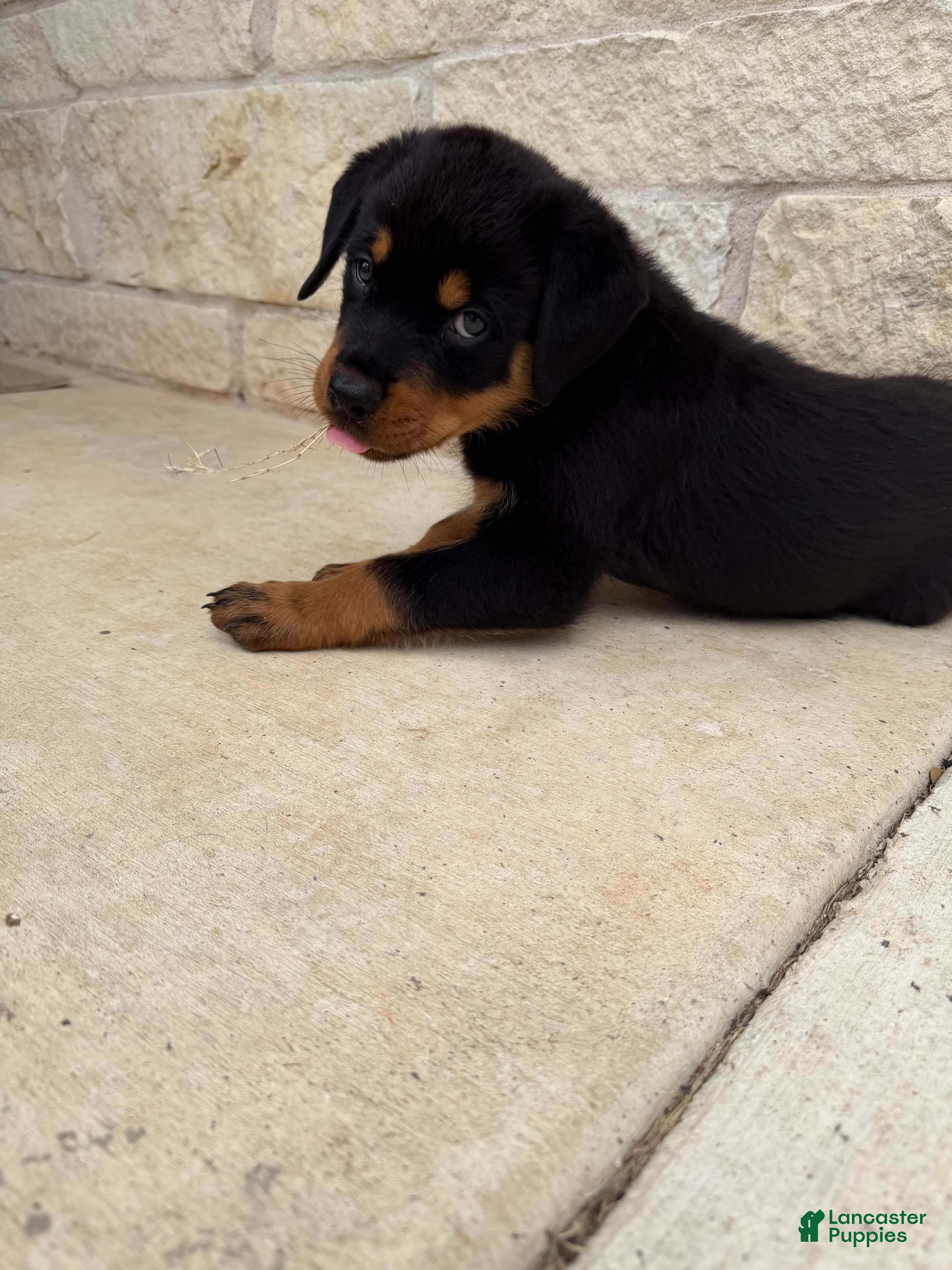 Rottweiler dogs Rottweiler 4 red collar - Ad 3