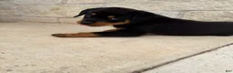 Rottweiler dogs for sale: Rottweiler 4 red collar - Ad 1