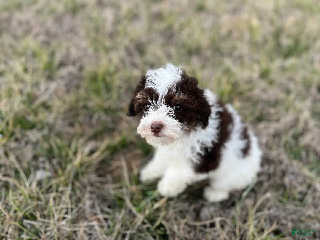 Miniature Poodle dogs for sale: Mollie - Ad 2