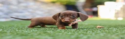 Miniature Dachshund dogs for sale: Ana - Ad 5