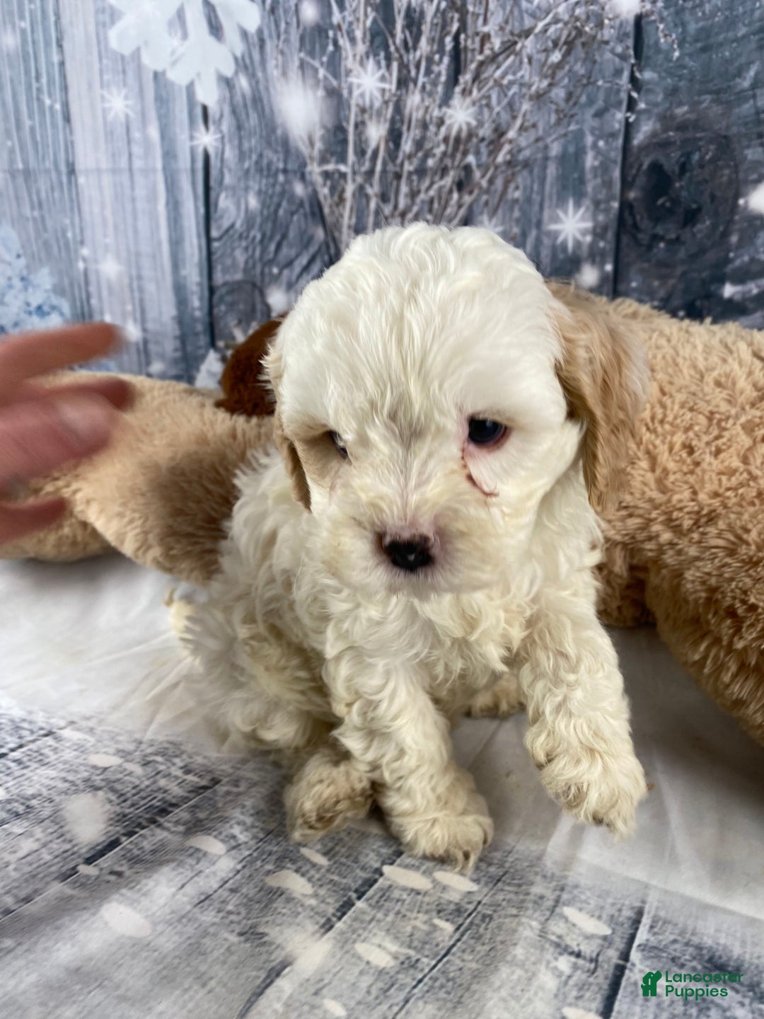 Cavapoo dogs for sale: Jenna - Ad 11