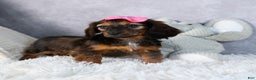 Miniature Dachshund dogs for sale: Fiona - Ad 16