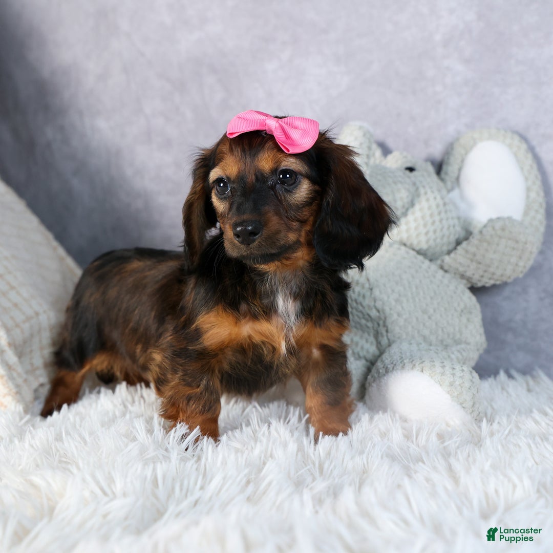 Miniature Dachshund dogs for sale: Fiona - Ad 16