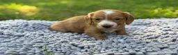 Miniature Dachshund dogs for sale: Dark cream - Blaze - Ad 9
