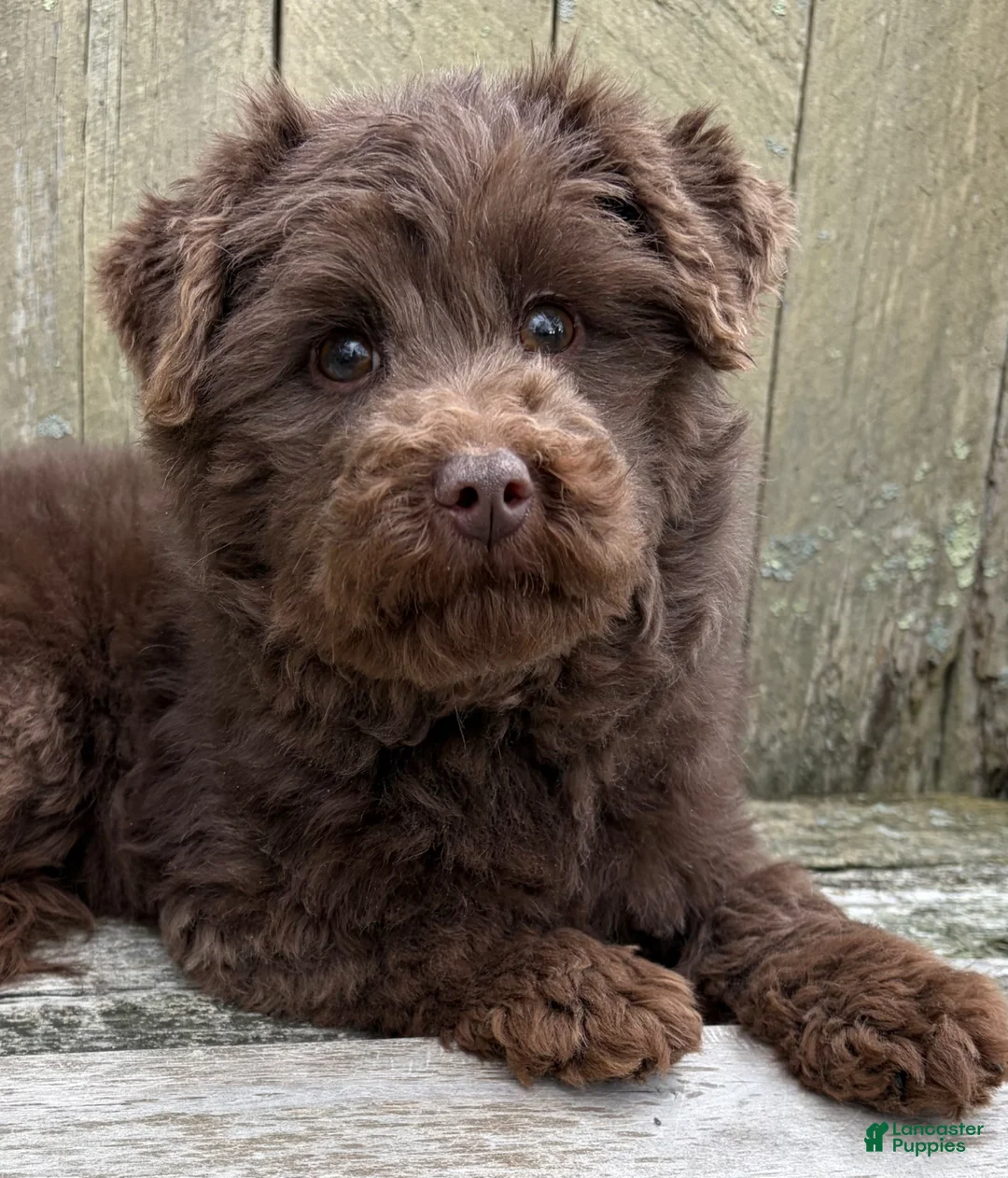 Mini Bernedoodle dogs for sale: 💗IN BOSTON MASSACHUSETTS AREA💗TINY CHOCOLATE DOODLE GIRL💗 - Ad 2