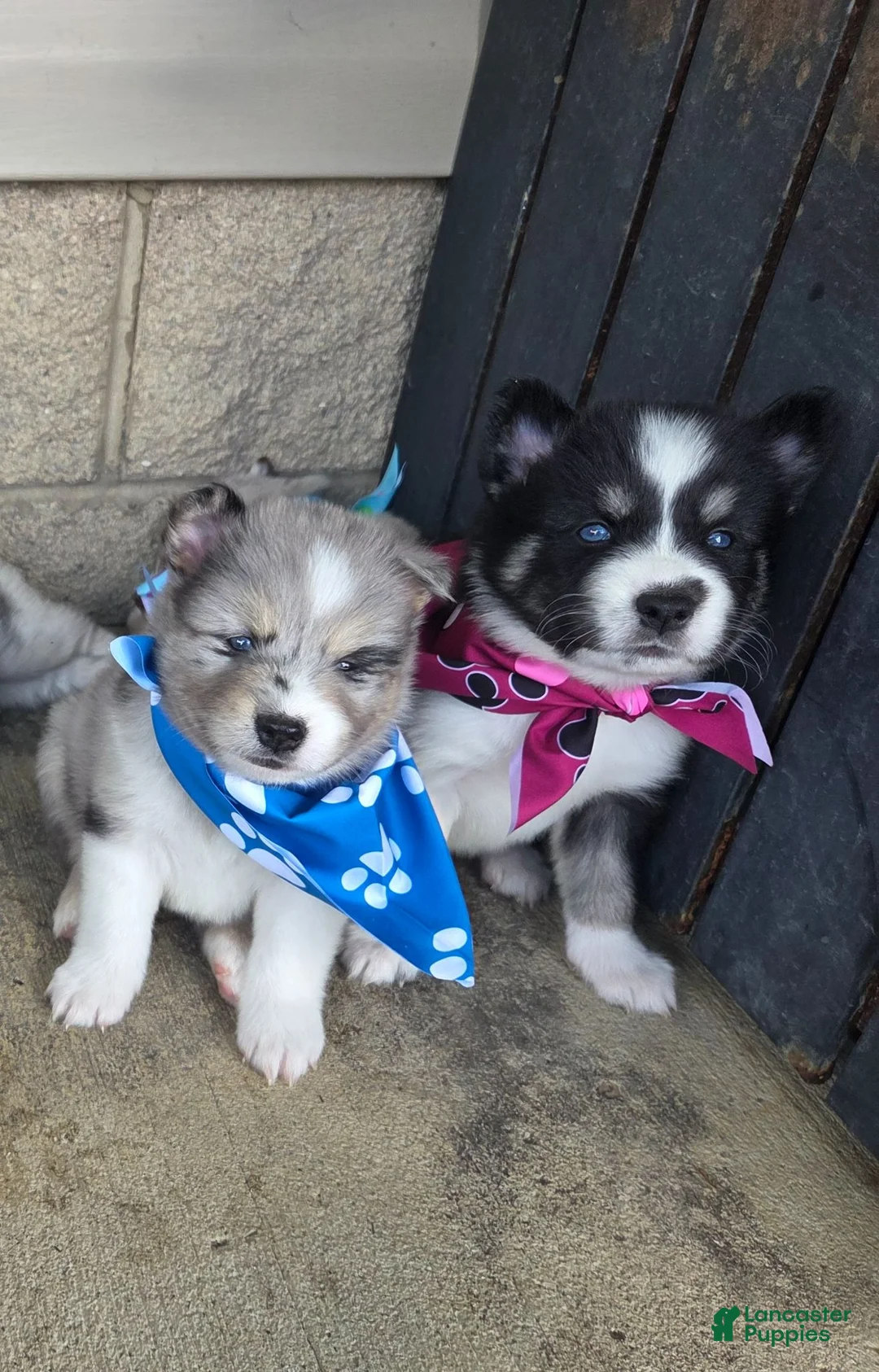 Pomsky dogs for sale: Kane - Ad 13