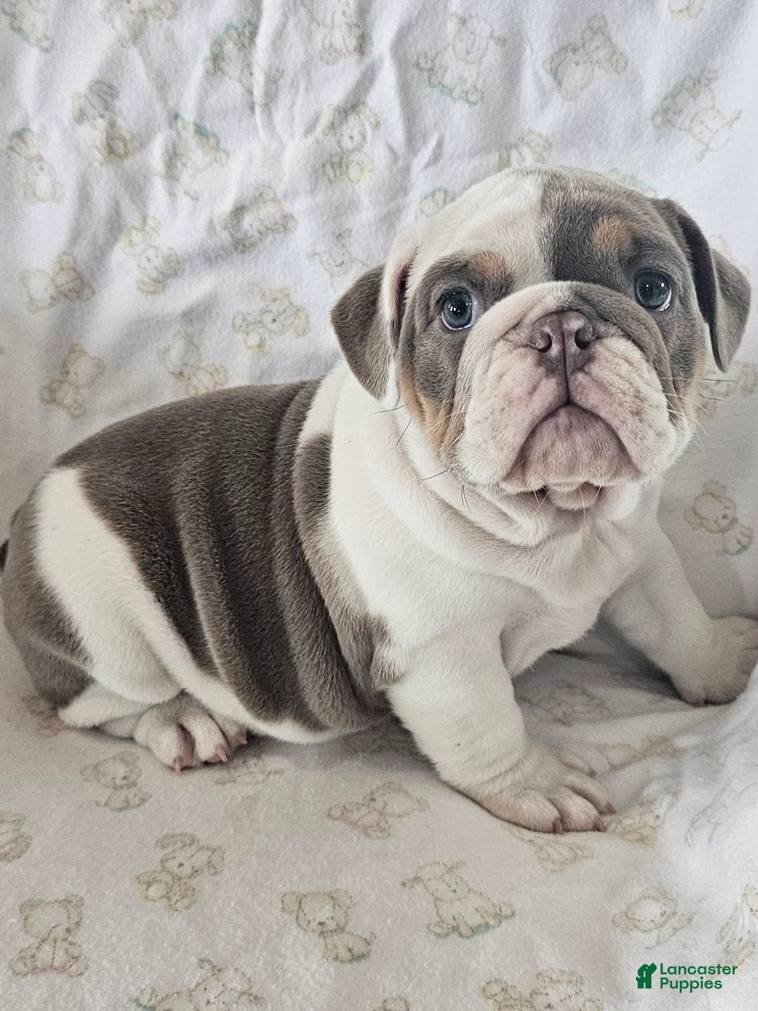 English Bulldog dogs for sale: English Bulldog Puppy 5 - Ad 4