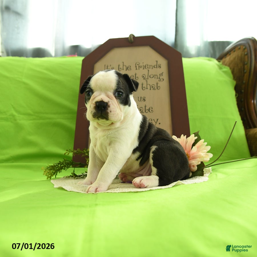 Boston Terrier dogs Vera - Ad 2