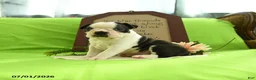 Boston Terrier dogs for sale: Vera - Ad 7