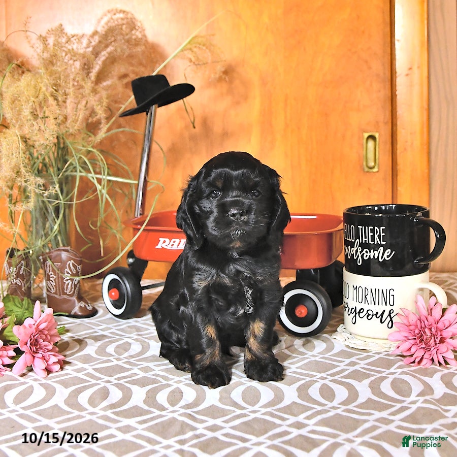 Cocker Spaniel dogs Rodney - Ad 1