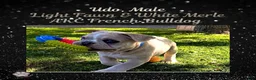 French Bulldog dogs for sale: Udo “Black”Collar, Male - Ad 8