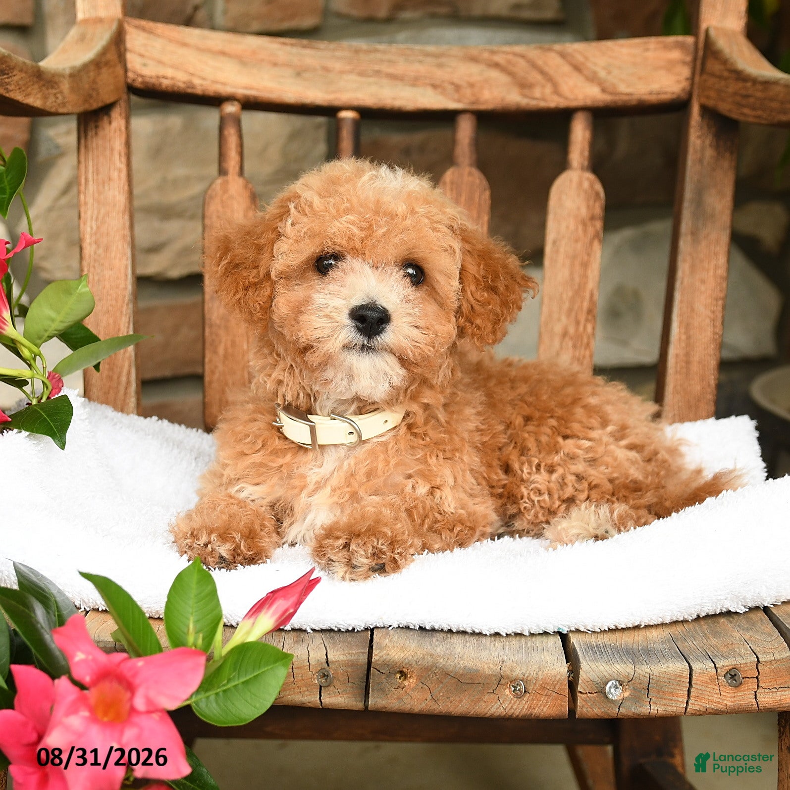 Bichpoo dogs Jerry - Ad 2