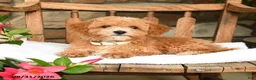 Bichpoo dogs for sale: Jerry - Ad 2
