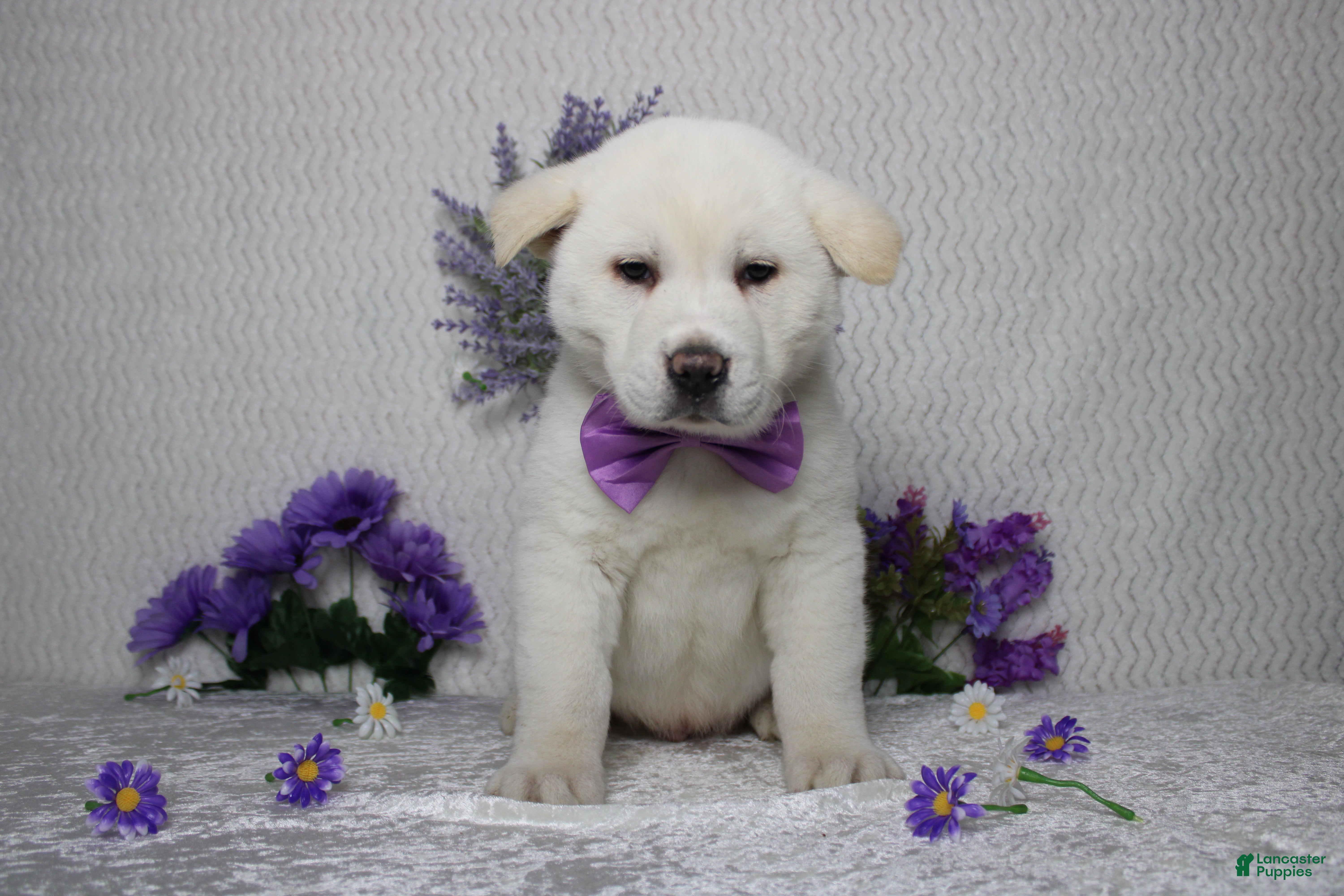 Akita dogs Jack  - Ad 1