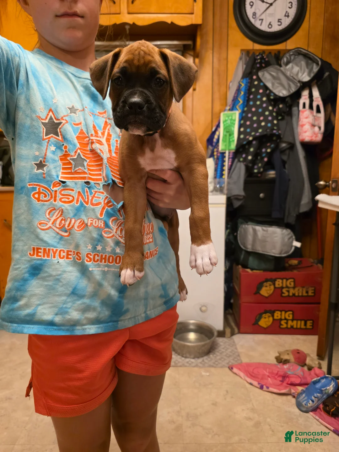 Boxer dogs for sale: Bamboo - Ad 2