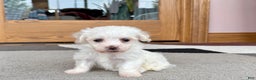 Coton De Tulear dogs for sale: Tj - Ad 10