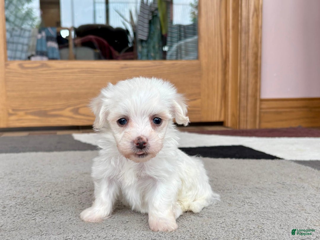 Coton De Tulear dogs for sale: Tj - Ad 10