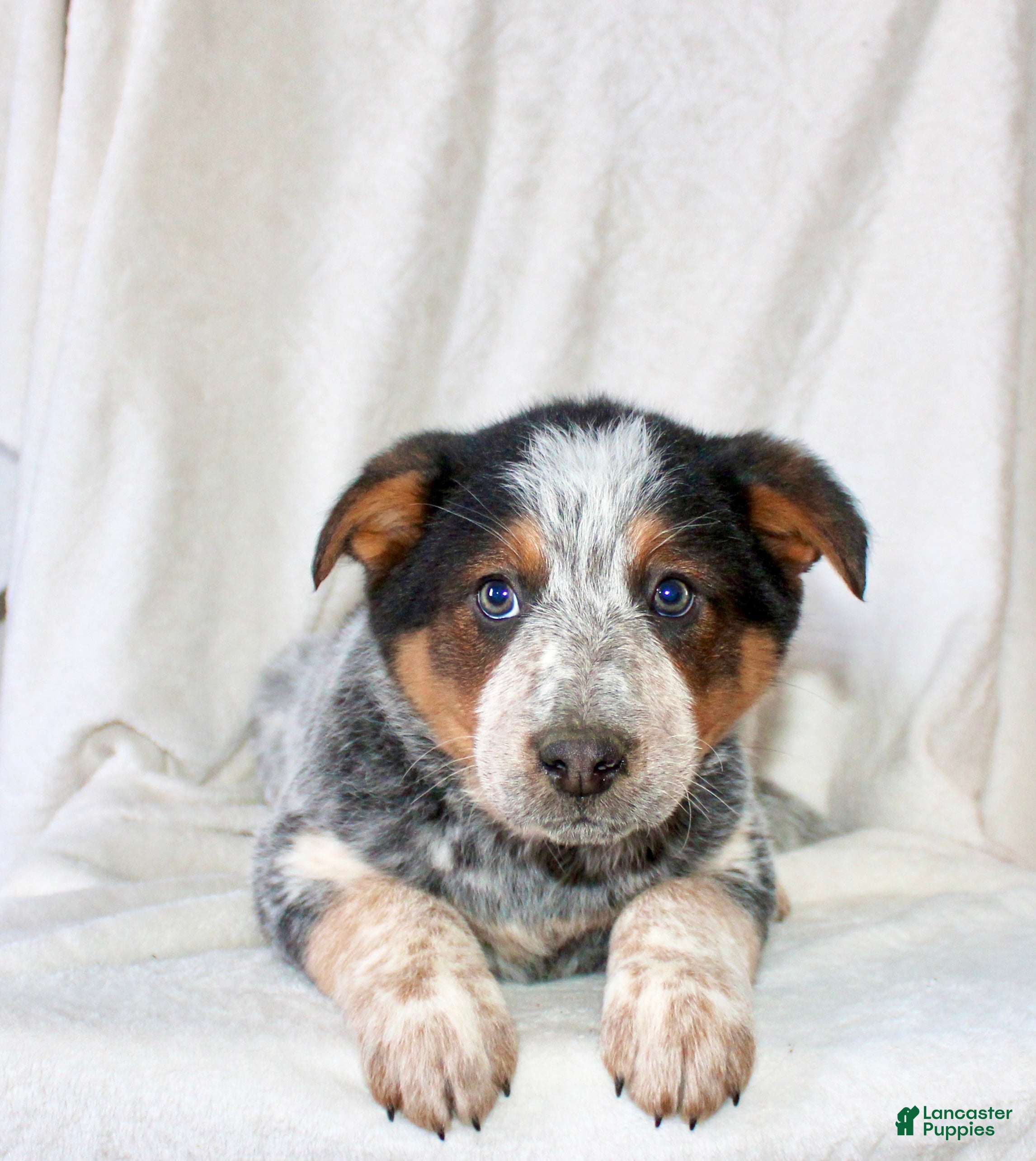 Australian Cattle Dog dogs Rex - Ad 1