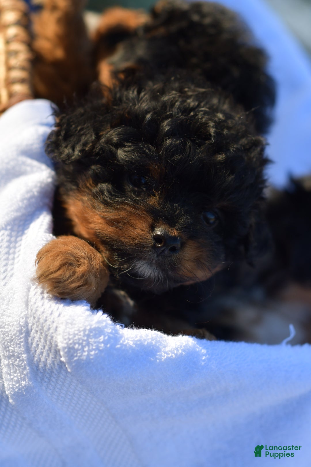 Mini Aussiedoodle dogs for sale: Grizzly - Ad 32