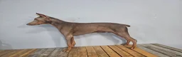 Doberman Pinscher dogs for sale: Kaladin  - Ad 6