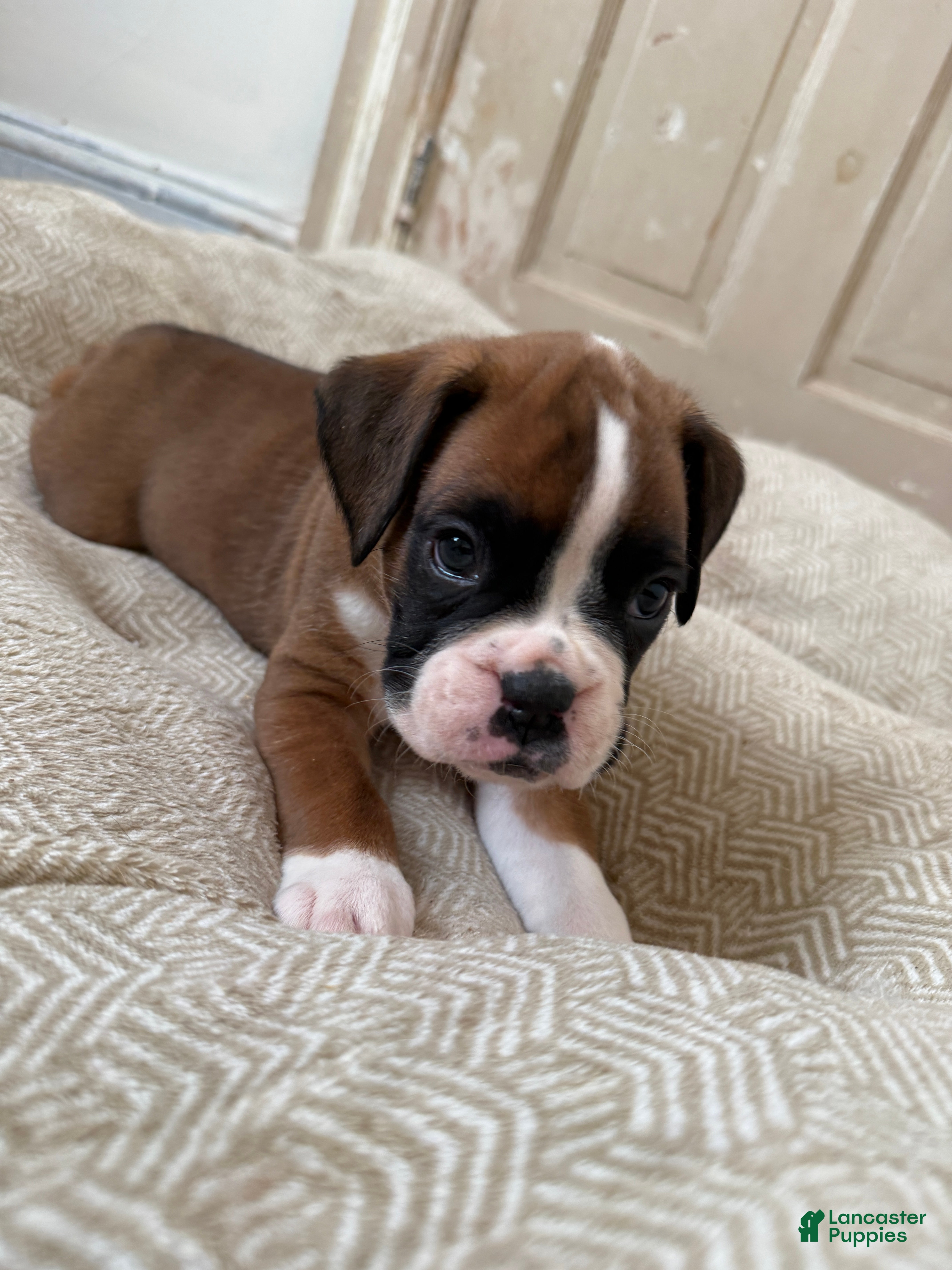 Boxer dogs Prada - Ad 2