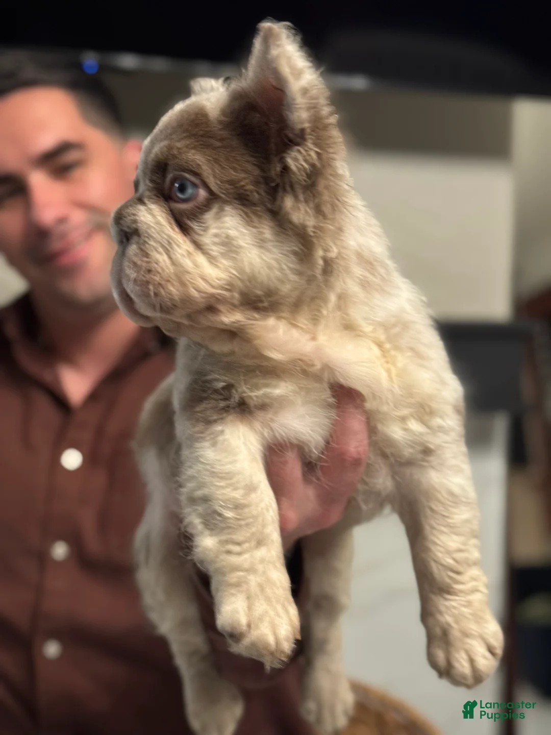French Bulldog dogs for sale: Chanel - Ad 3